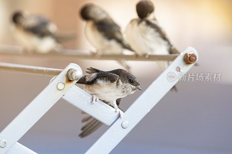 谷仓燕子(Hirundo rustica)在我的窗口靠近。躺在我的衣架上